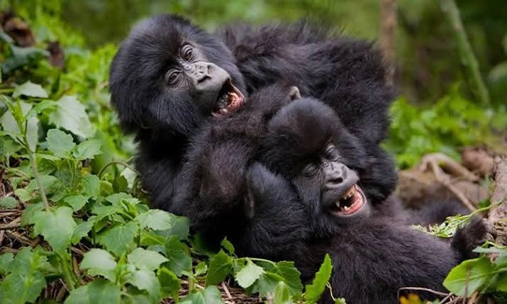 5 Days Uganda Tour Gorillas Wildlife and Chimpanzee Tracking