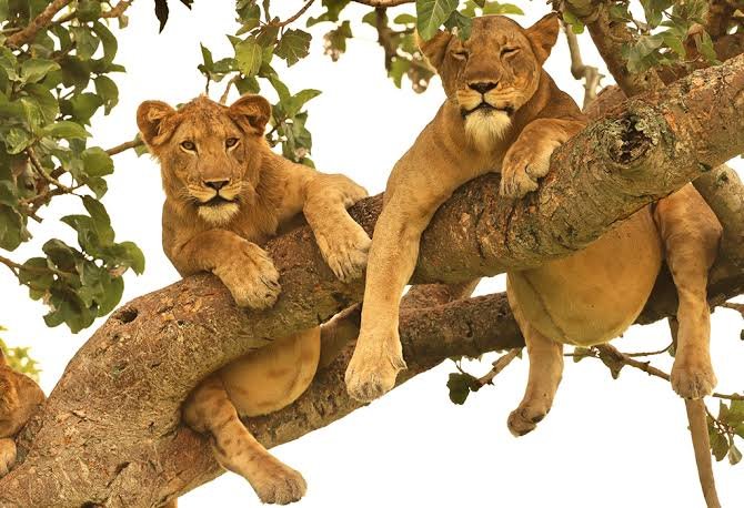 Top Tourist Attractions in Uganda You should Visit in 2027