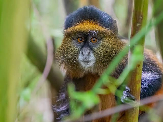 Things to do in Kisoro After Gorilla Trekking