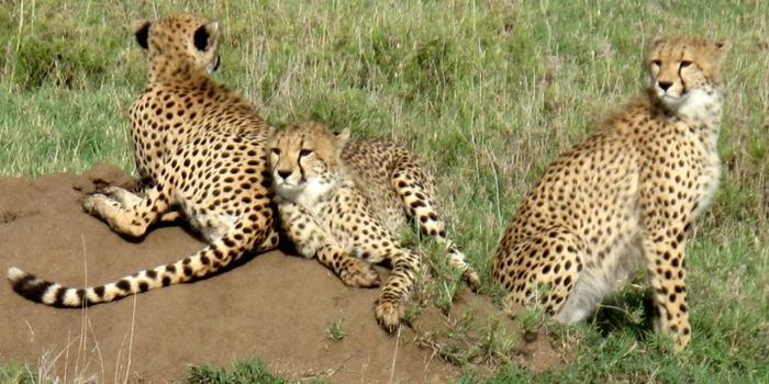 Which Animals are found in Kidepo