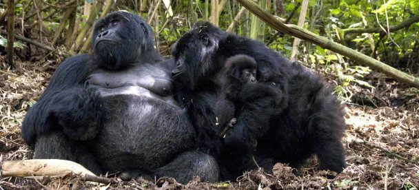 Mgahinga or Bwindi, which is better for Gorilla Trekking