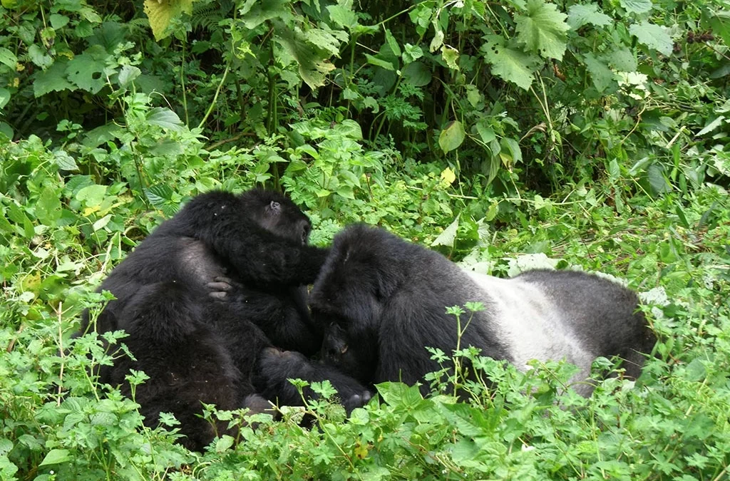 Group Gorilla Safaris in Uganda Starting from Kigali