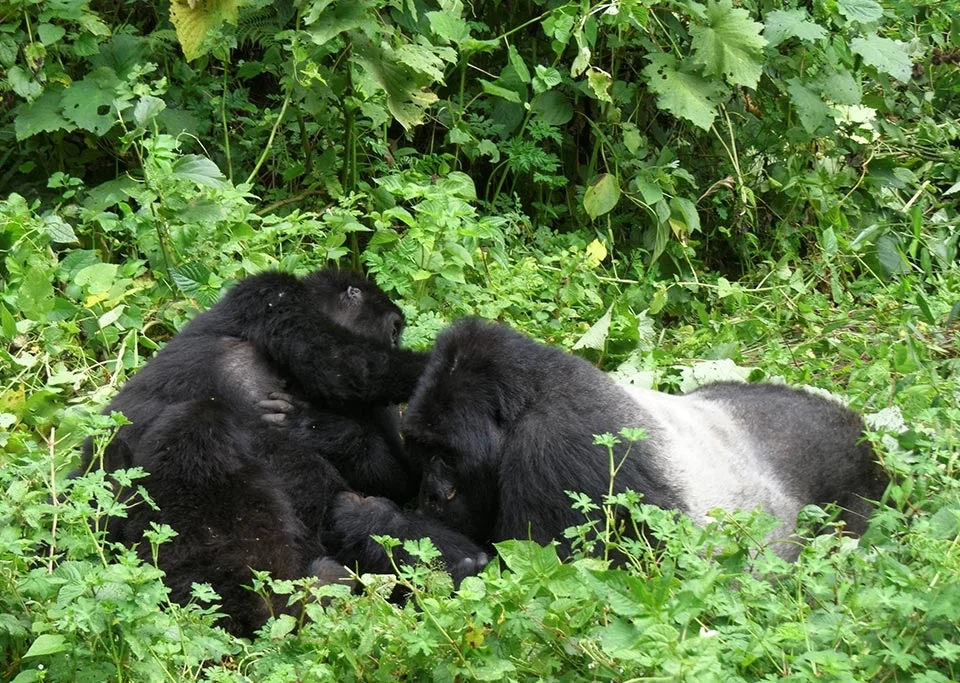 Group Gorilla Safaris in Uganda Starting from Kigali