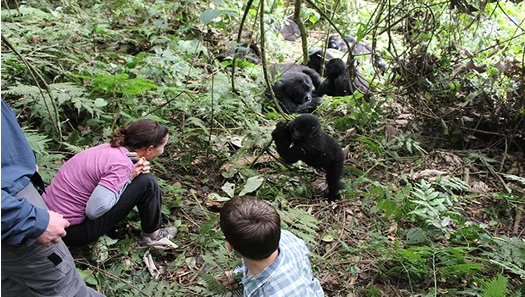 Uganda Gorilla Trek in Rushaga via Kyanika Border