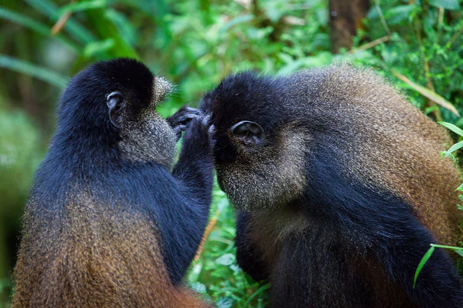 Gorilla Trek in Mgahinga with Golden Monkeys