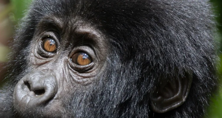 2 Days Short Gorilla Tour in Uganda