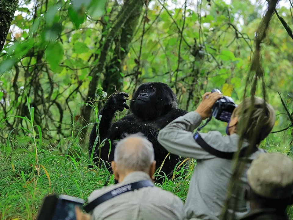 Two Days Uganda Gorilla Trek Safari