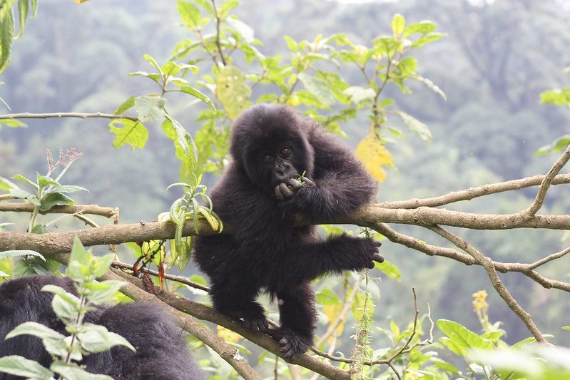 3 Days Gorilla Tour in Rushaga Bwindi From Kigali