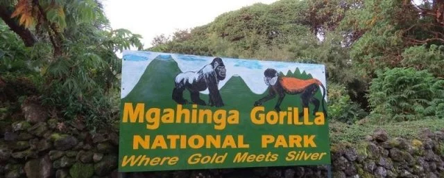 Gorilla Tour in Mgahinga National Park from Kisoro