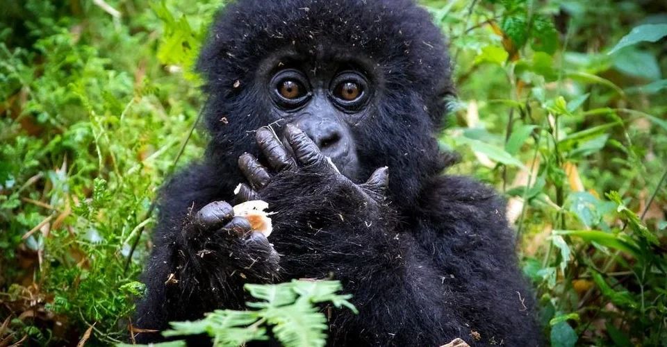 2-Day Gorilla Trekking Safari in Mgahinga from Kigali