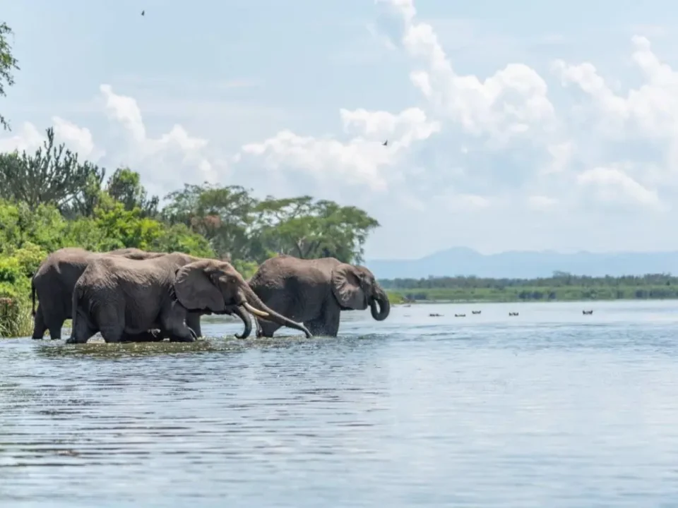Murchison Falls and Gorilla Tour Combo