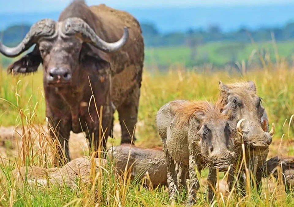 8 Day Uganda Safari From Kigali