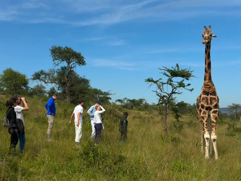 Christimas Holiday Safaris in Uganda