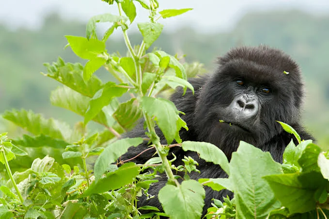 4-Day Uganda Safari from Kigali Featuring Mgahinga and Lake Bunyonyi