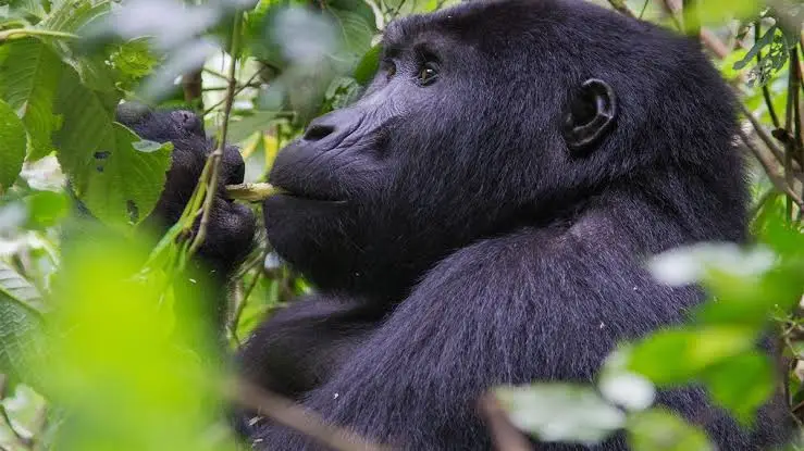 4 Days Gorilla and Golden Monkey Tracking Uganda