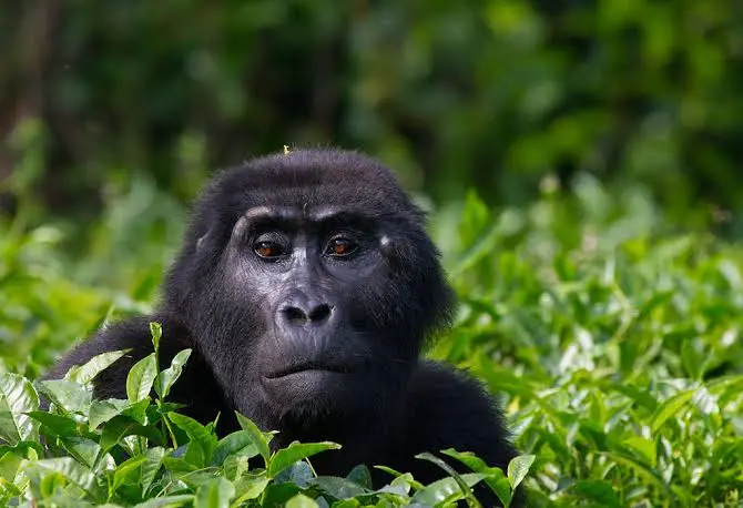 3-Day Mgahinga Safari from Kigali