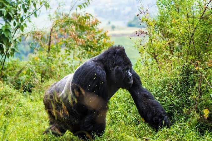 Chimpanzee and Gorilla Tour in Uganda