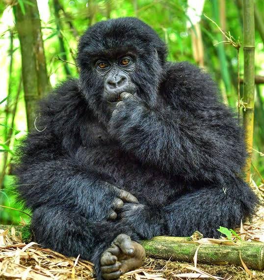 Uganda Gorilla Tours through Rwanda