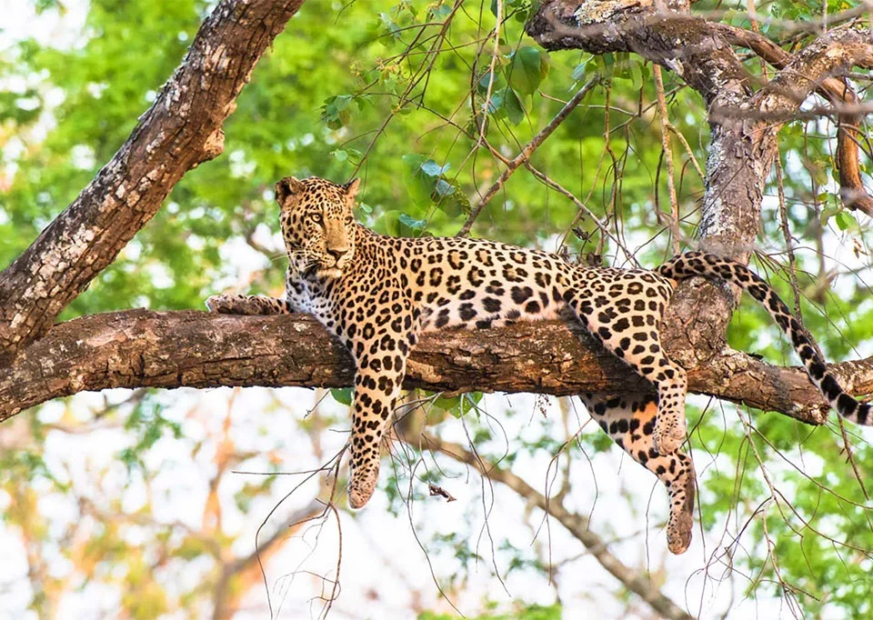 5 Days Luxury Uganda safari from Kigali