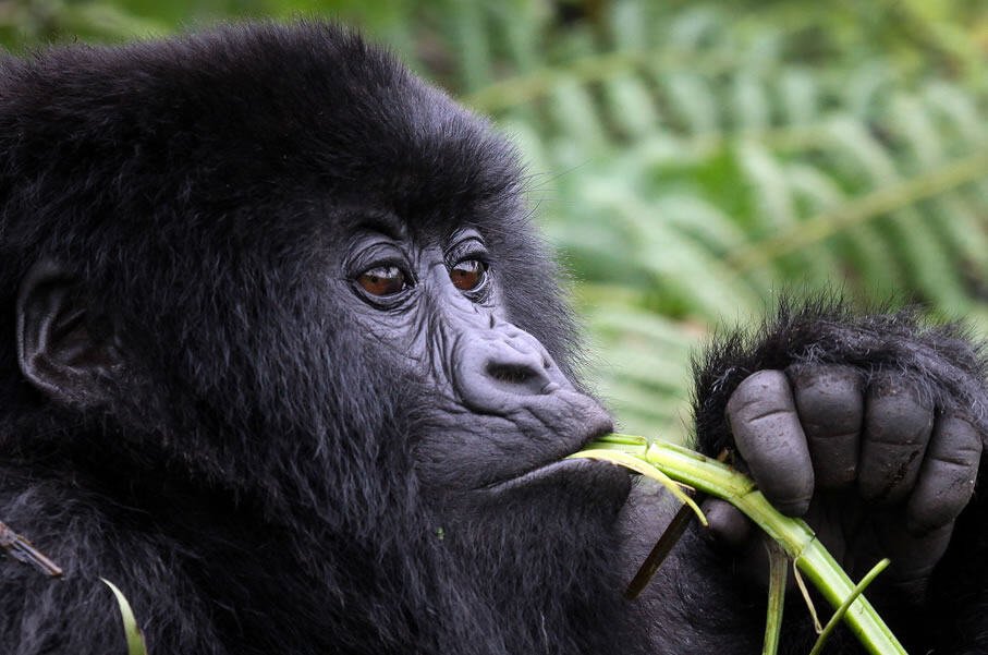 Short Uganda Safaris for tourists living in Kenya