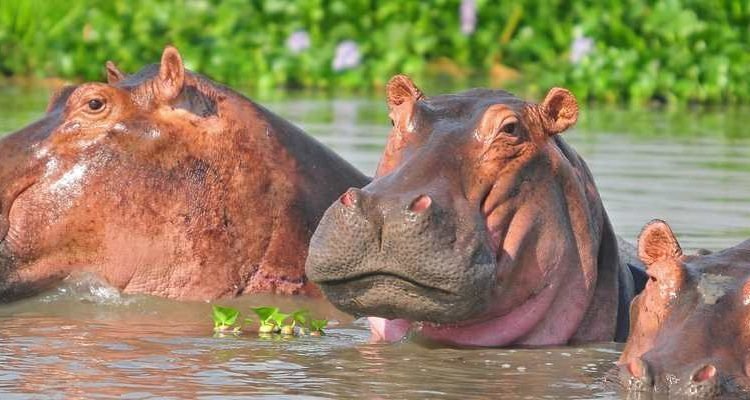 Uganda Safari (Murchison Falls Kibale Queen Elizabeth)