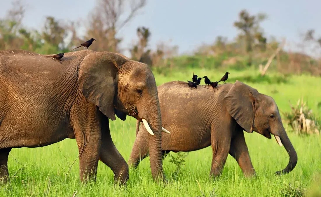 Unforgettable Big Five Safari Uganda Experiences