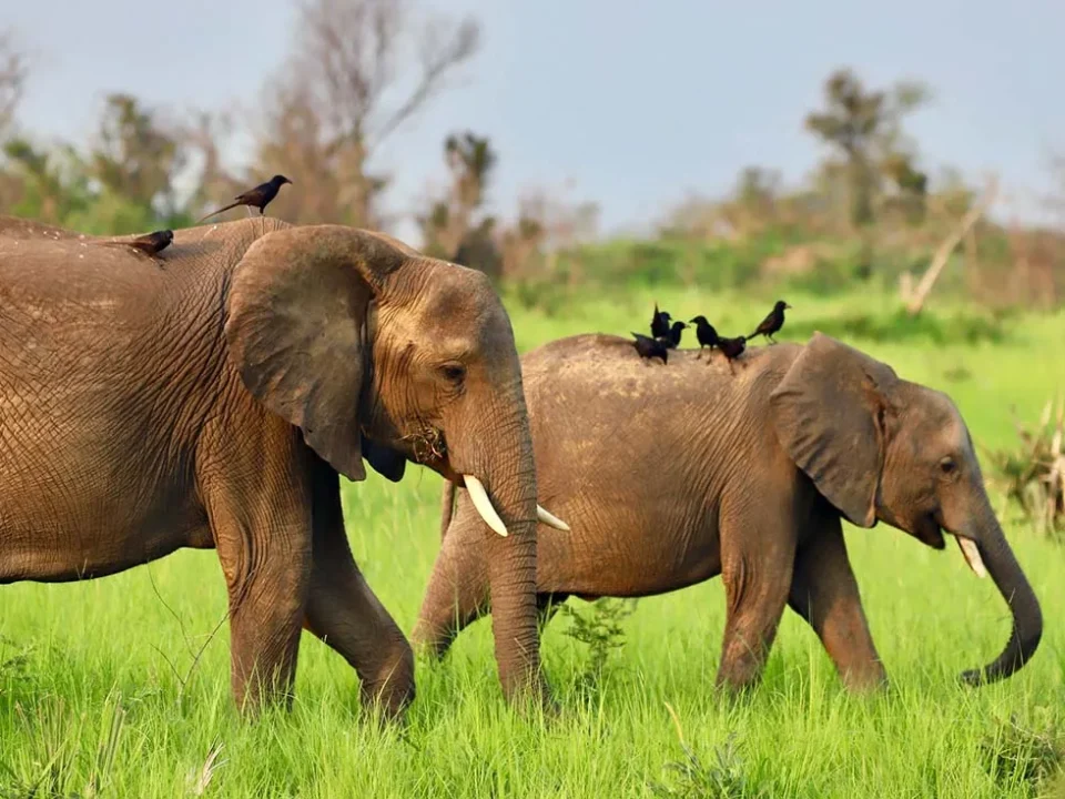 Unforgettable Big Five Safari Uganda Experiences